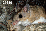 Peromyscus-leucopus tornillo